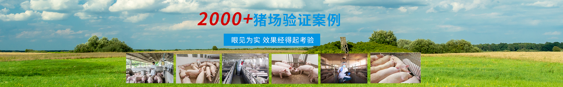 養(yǎng)殖經(jīng)驗(yàn)-商丘市森澳達(dá)動(dòng)物藥業(yè)有限公司