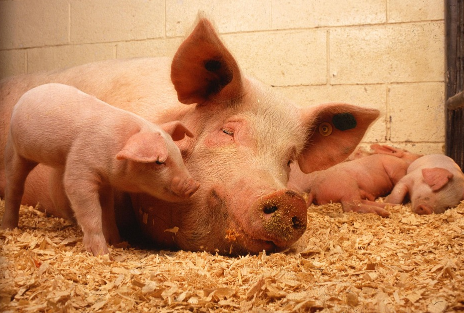 母豬高產(chǎn)小豬健康只需要一招！