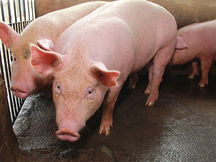 立冬豬場(chǎng)殺手？做好這6點(diǎn)，豬口蹄疫從此不再是問題