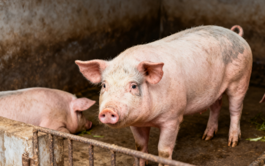 生豬市場觀察：產(chǎn)能過剩下價格上移，為何不宜過度看漲？