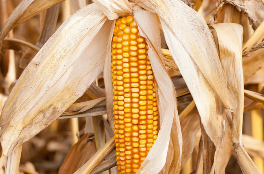 養(yǎng)豬省成本關(guān)鍵！玉米選得好，養(yǎng)豬虧得少