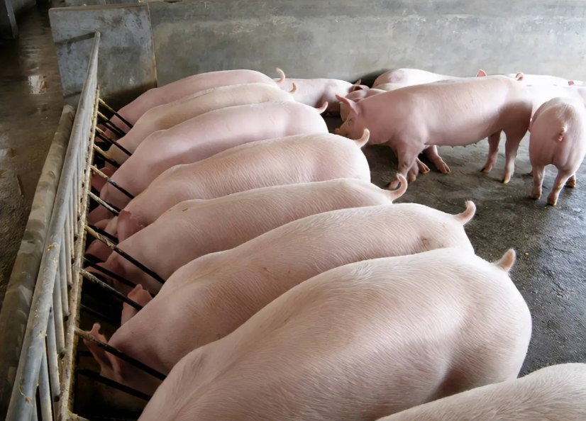 2026養(yǎng)豬怎么盈利？政策+技術(shù)+出海三重紅利疊加穩(wěn)賺