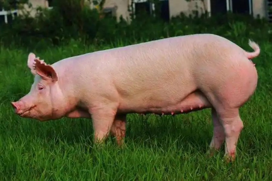 12 月上旬豬價(jià)反彈，下旬走勢會更好嗎？