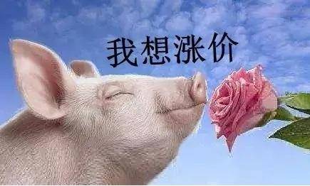 短時(shí)豬價(jià)將維持高位漲跌震蕩表現(xiàn) 后期大概率穩(wěn)中偏強(qiáng)走勢為主